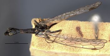 Media type: image;   Entomology 11281 Aspect: habitus dorsal view